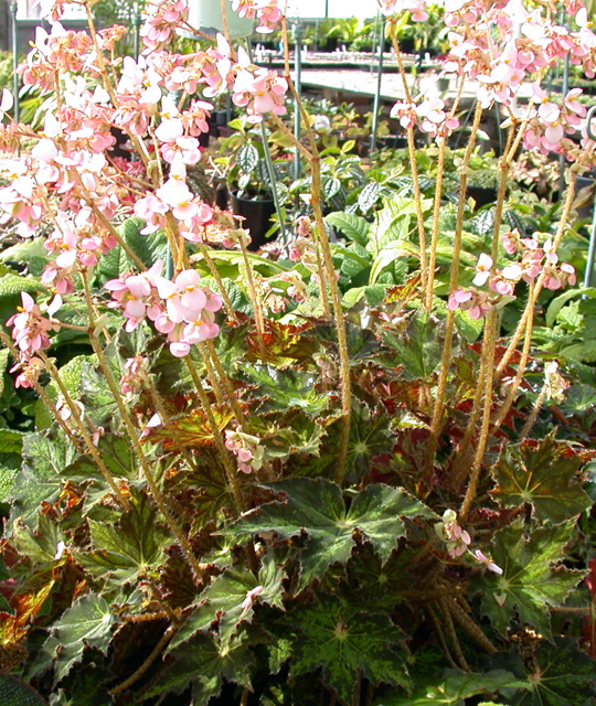 B. ‘Cleopatra’
